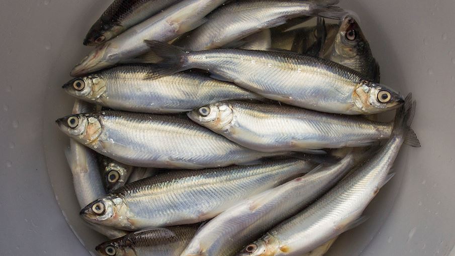 what-is-white-fish-top-10-health-benefits-live-feeds